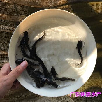 福建廈門雜交鯰魚苗批發福建龍巖大口鯰魚苗養殖基地